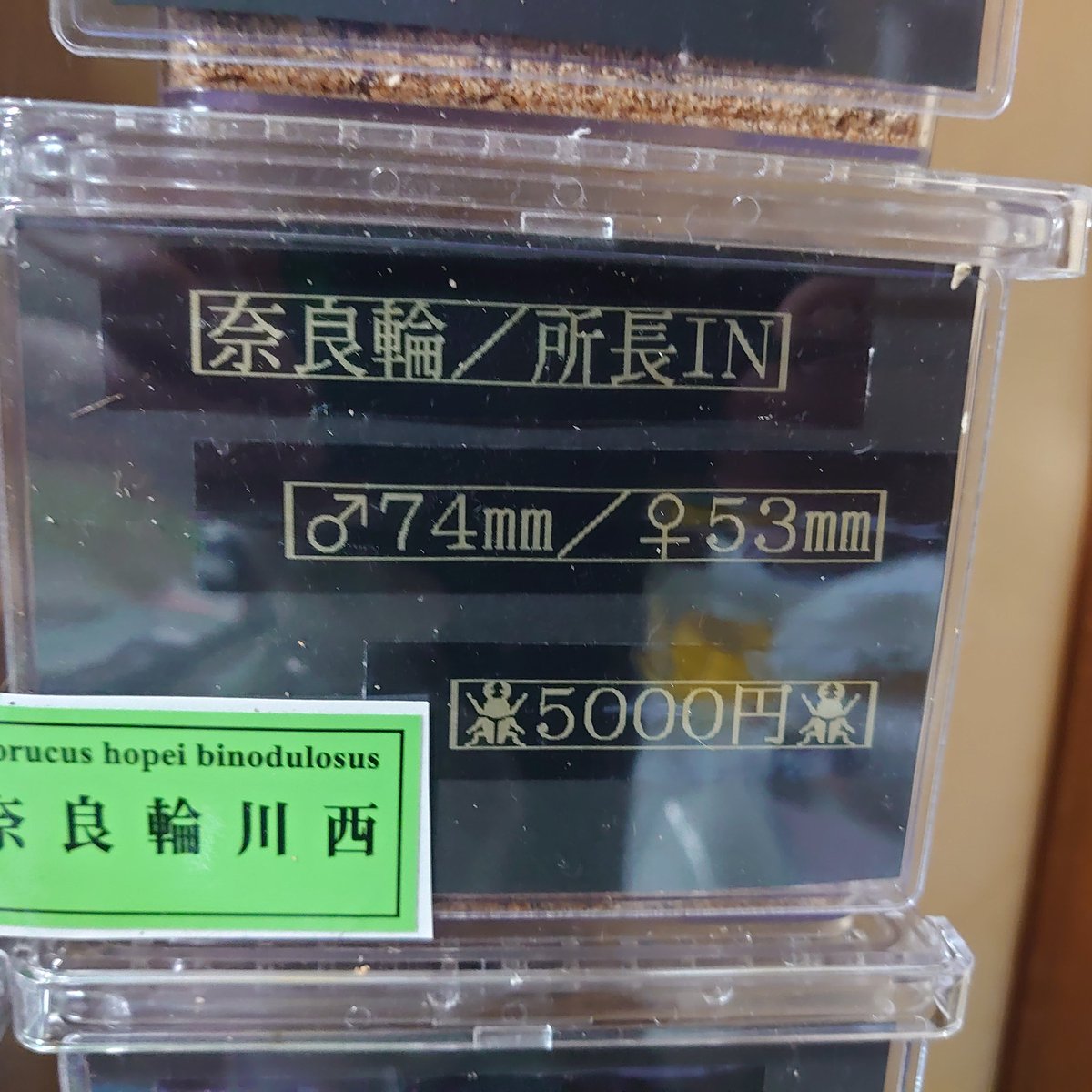 Littlevenicecoco様オオタカ×12箱【K1388-1268】 Littlevenicecoco様オオタカ×12箱【K1388-1268】 Littlevenicecoco様