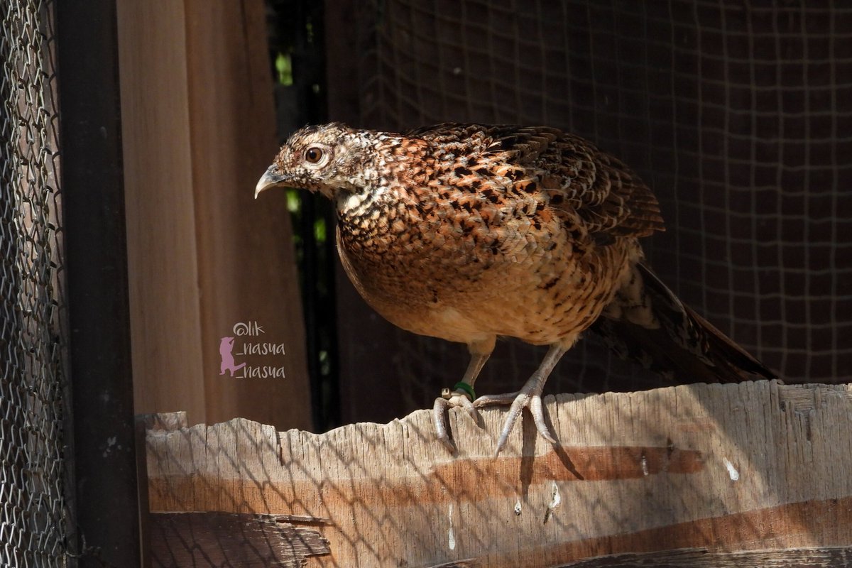 lik_nasua_nasua's tweet photo. 公式のポストや来年のカレンダーに載ってるのが全部♂だったので、1羽で来園したと思ってたら隣に♀がいた💖
同居させてないので、当面は繁殖の予定はないということか…？
#久留米市鳥類センター
#コシジロヤマドリ
#CopperPheasant https://t.co/y7BpM8ym85