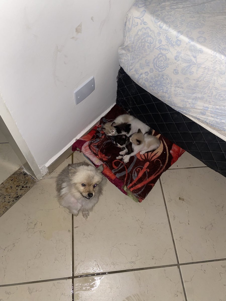 tecoeteco2's tweet photo. A chupeta muito feliz com seus filinhos kk https://t.co/0v9Qir2fsO