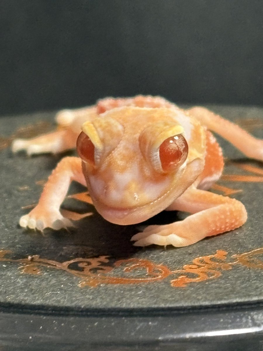 ⭐︎カメ⭐︎ Endlesszone_エンドレスゾーン_ on X