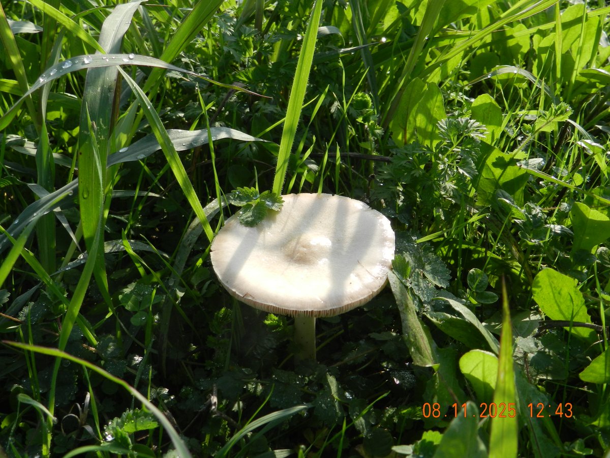 #sakarya #sedivan #büyükgribalıkçıl #avsahnesi #mantar #doga