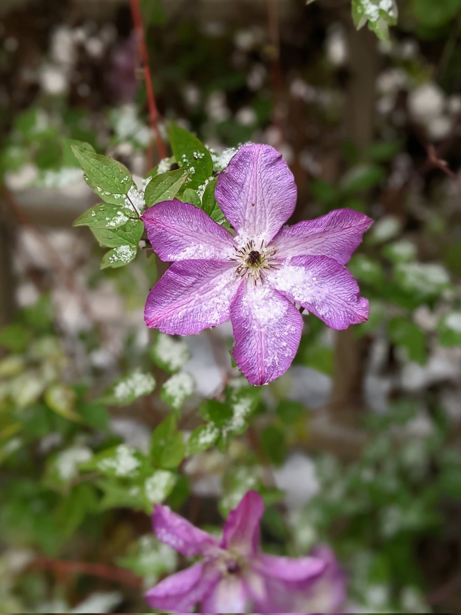 Snow on the blossoms ✌️❄️