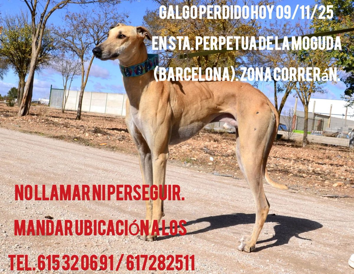 🆘🆘¡¡ATENCIÓN!!🆘🆘
GALGO perdido en #SantaPerpetuadeMogoda
#Barcelona
Importante, no llamar ni perseguir, sólo situar su localización y contactar
📞615 32 06 91
📞617 28 25 11
Máxima difusión.
📣📣📣
#XarxaBarcelonaPerduts
#FemXarxa