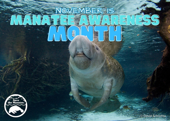 savethemanatee's tweet image. Send some fun (and free!) #manatee e-cards for #ManateeAwarenessMonth! 
Choose from different designs and customize with your own message!
savethemanatee.org/ecards