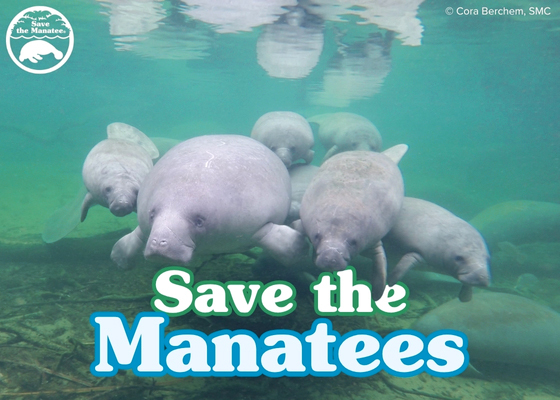 Send some fun (and free!) #manatee e-cards for #ManateeAwarenessMonth! 
Choose from different designs and customize with your own message!
savethemanatee.org/ecards