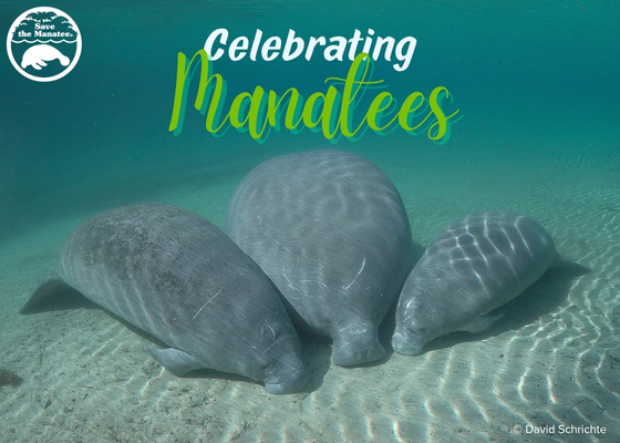 savethemanatee's tweet image. Send some fun (and free!) #manatee e-cards for #ManateeAwarenessMonth! 
Choose from different designs and customize with your own message!
savethemanatee.org/ecards