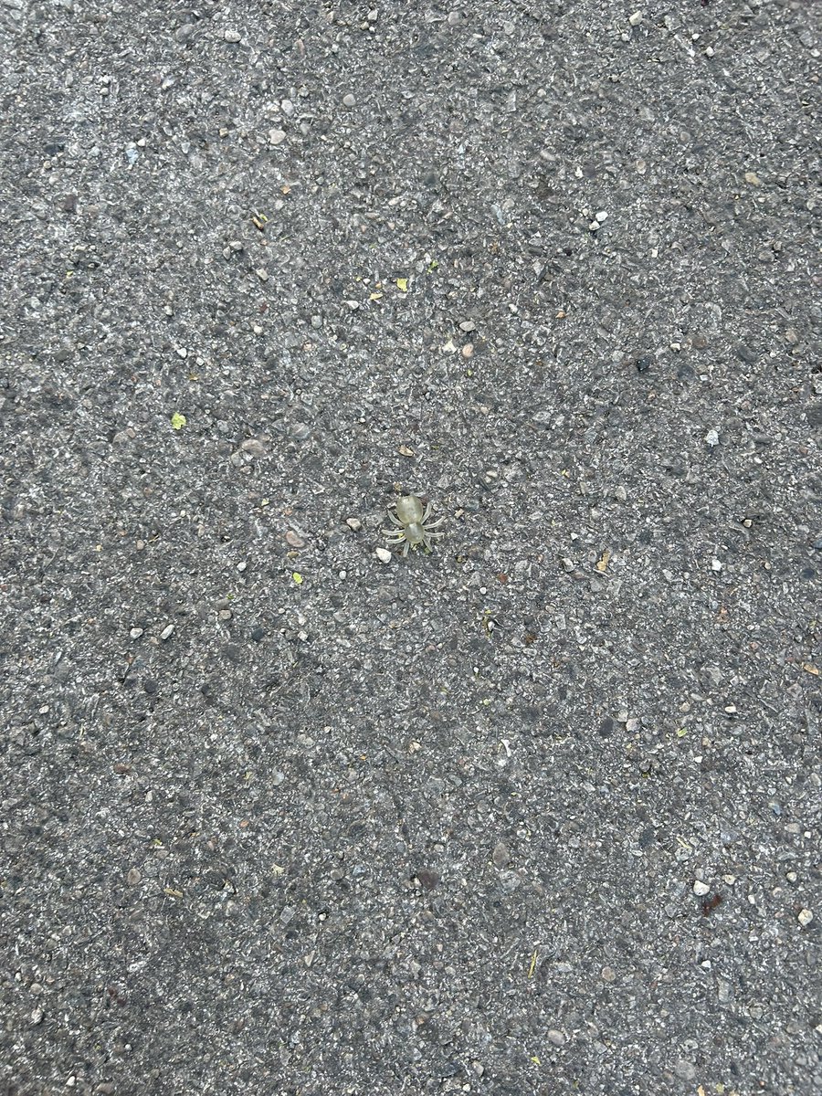 trashndgarbage's tweet image. Translucent plastic spider