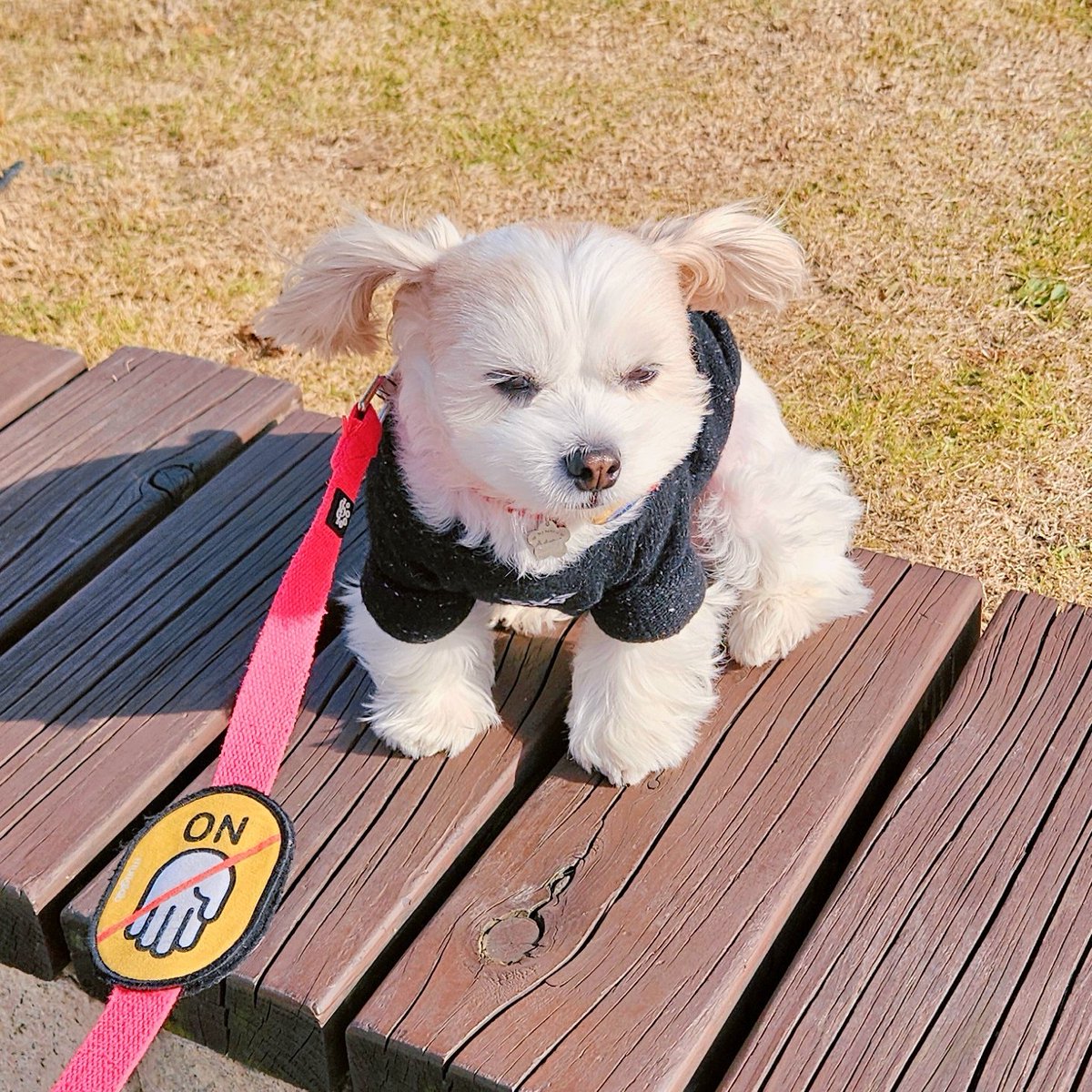 개웃겨.. 바람불면 귀가 날려욧