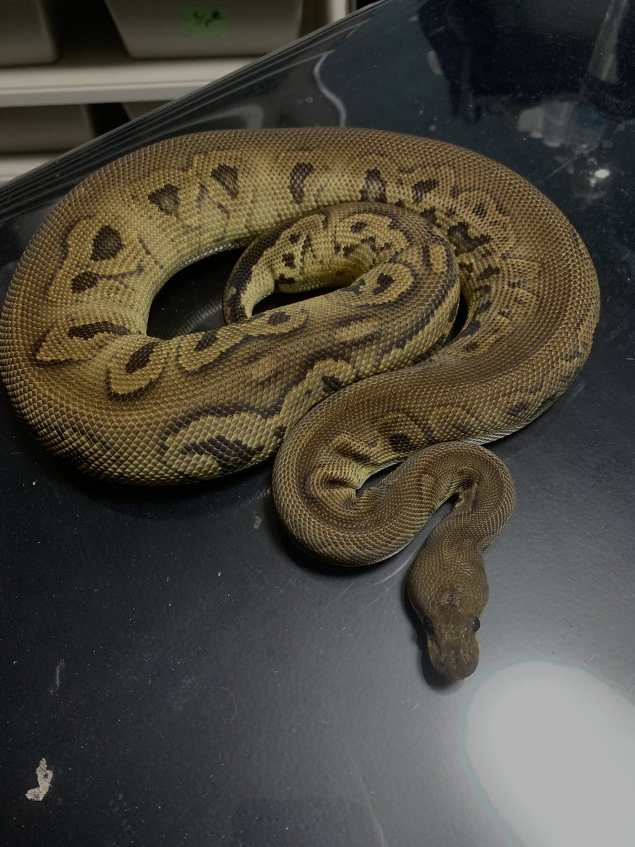 BP SAPPHIRE (@bp_sapphire) / Posts / X