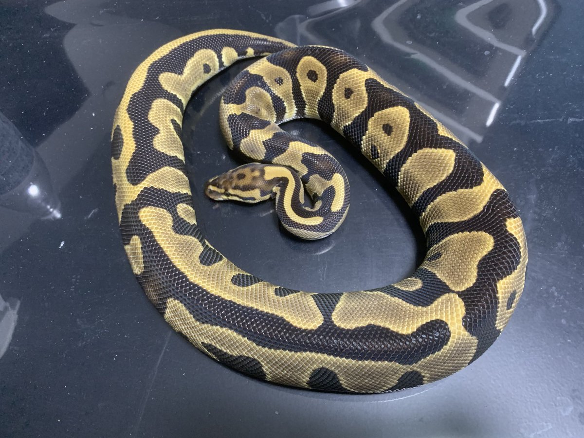 BP SAPPHIRE (@bp_sapphire) / Posts / X