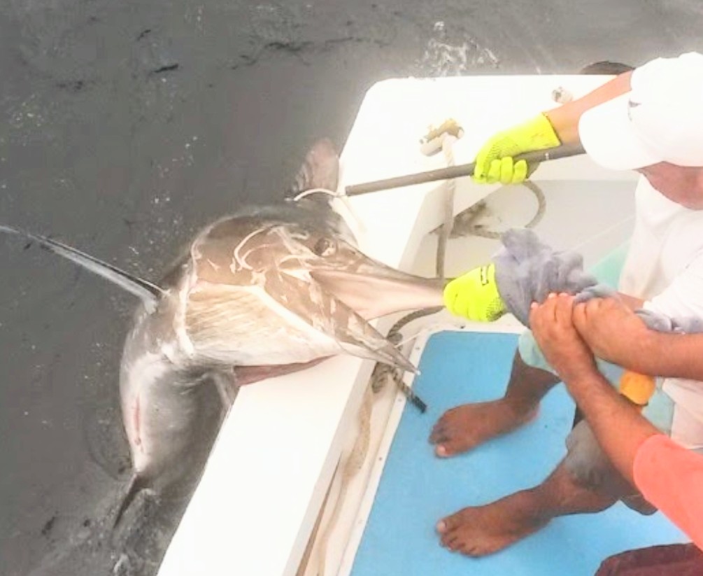 PuertoCharters's tweet image. Big Marlin in Puerto Vallarta Mexico where the fish are always biting
travelvallarta.com