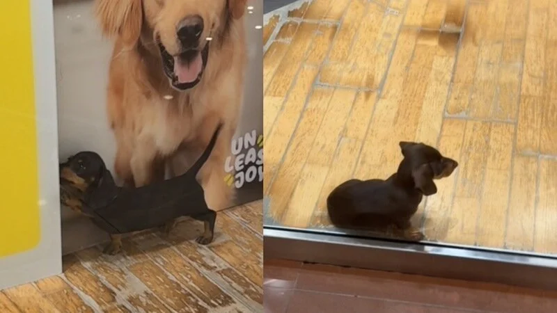 Cat_Kapow's tweet image. Dogs &amp;amp; Cats for sale in Pet Shops is a disgrace
The animals are sick &amp;amp; from Puppy Mills 🐕💔
Dogs &amp;amp; cats do not belong in Pet Shops in Shopping Centres. Shut Down Pets at Play in Southport.
#GoldCoast Qld  Sign #petition 🖊️ 
#AdoptDontShop 
c.org/DJrLzwpcWJ via @ChangeAUS