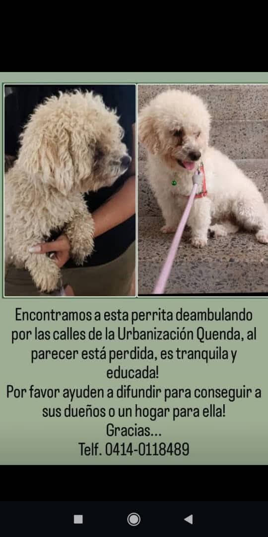 PerroUsuario Wof '•' tweet media