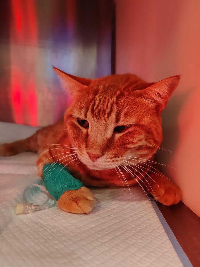 🚨🚨🚨🚨🚨🚨🚨🚨🚨🚨🚨 ----ATTENZIONE MASSIMA---- 
----CONDIVIDIAMO  TUTTI----                -----   QUESTO APPELLO   -----
⚠️⚠️⚠️⚠️⚠️⚠️⚠️⚠️⚠️⚠️⚠️