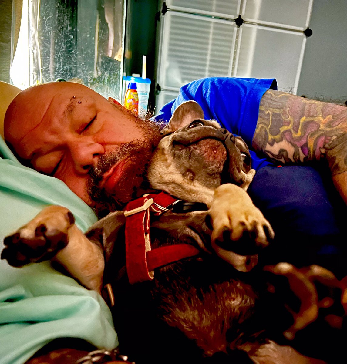 UncleCreepy's tweet image. So, @Demon_Diva_Dani caught me in bed with another man #frenchie #frenchbulldog
