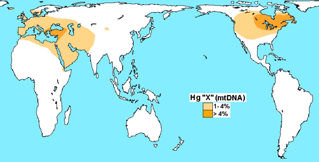 MichaelButtonX's tweet image. This doesn&apos;t make sense

Indigenous North American DNA contains Haplogroup X, a maternal lineage pratically absent in Asia but faintly present in Europe and the Near East.

So how did a genetic branch skip Asia but appear on both sides of the Atlantic?