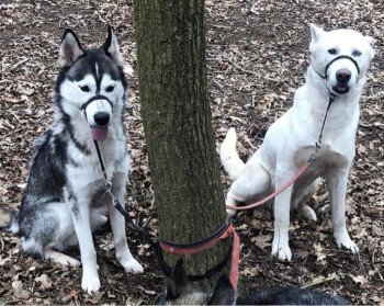 Shai &amp; Rainn are still #Missing 
Shai is the oldest &amp; has white fur with a darker tail. She has one blue eye &amp; one brown eye, which are hazy from cataracts

RAINN has a white face with black markings.

last seen 26 August 2023 in Skeyton, Norfolk #NR10 #stolendoghour
