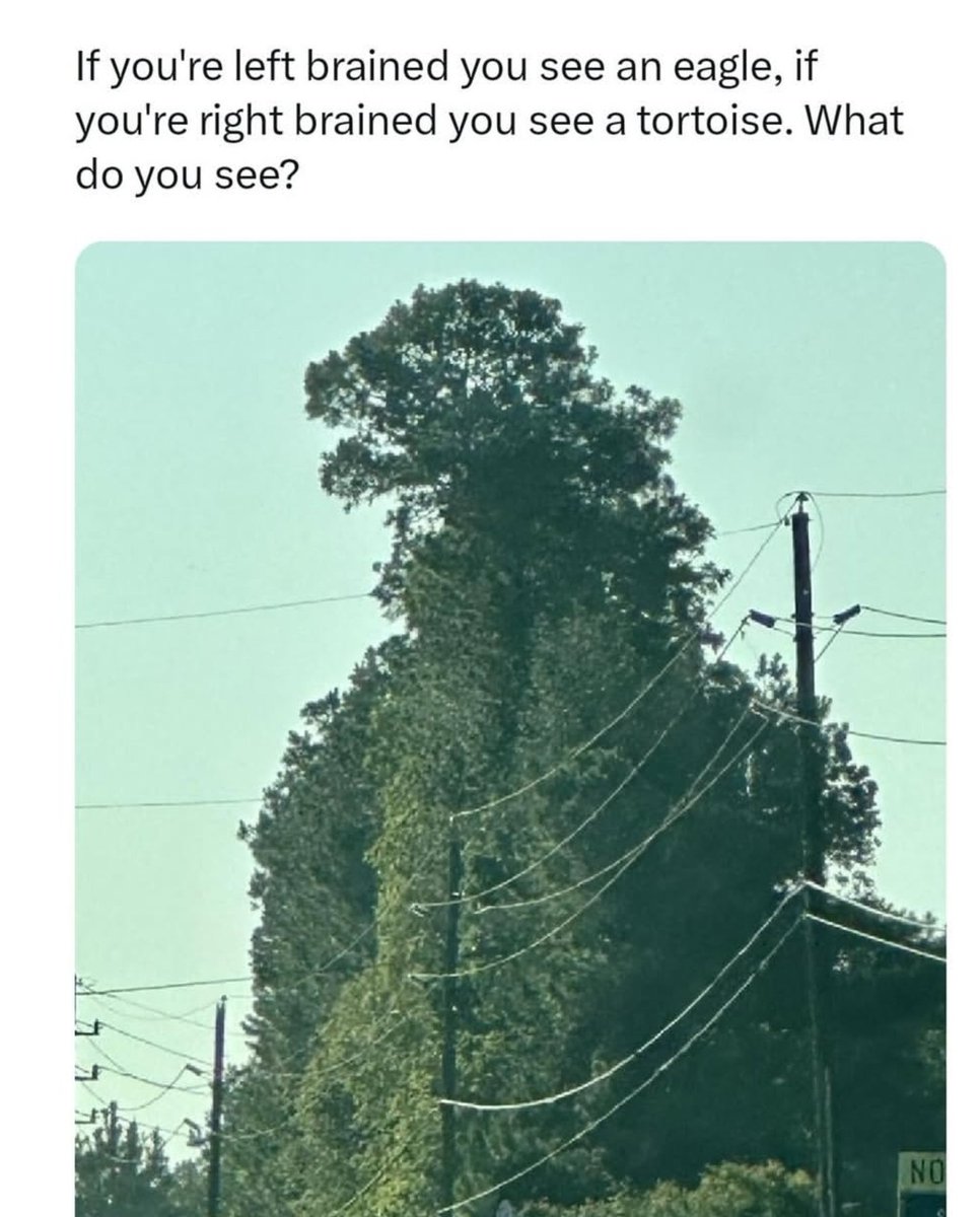 Sassafrass_84's tweet image. Godzilla. What does that make me?