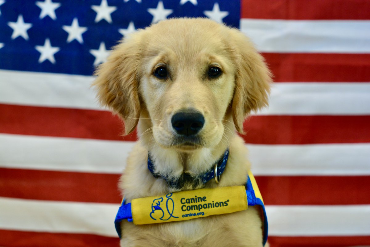 canineorg's tweet image. 11/11 is #VeteransDay. Honor or memorialize a #veteran AND help more match with life-changing #servicedogs. Create a virtual brick on our website with a special message when you #donate $25 or more. 

🧱 Donate now: bit.ly/4914tg6

#fundraiser #LeadWithIndependence