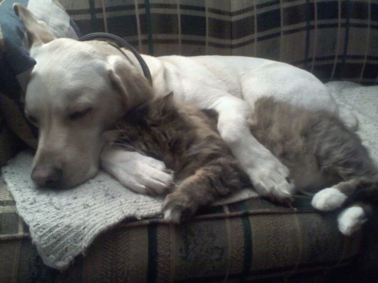 toonigirii's tweet image. #binarysoul catdog posting before i sleep goodnight i love my bf