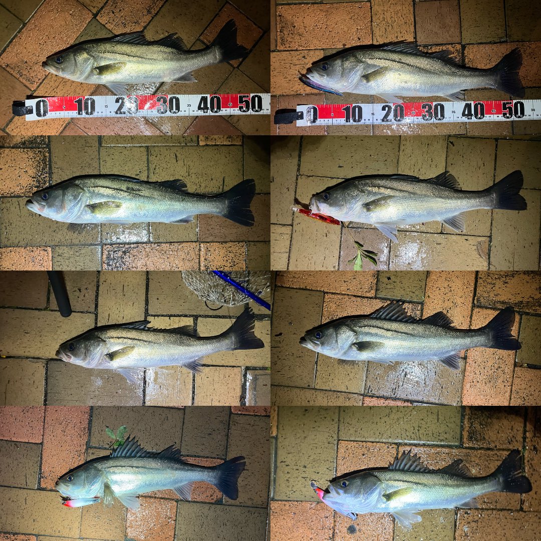 釣り好きのカサゴ (@kasago0514) / Posts / X