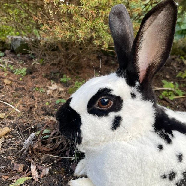 RabbitoftheDay's tweet image. 📅 17th November 2025
🐰 Mabel
🏷️ @xLouisa_ 
💕 #animaloftheday