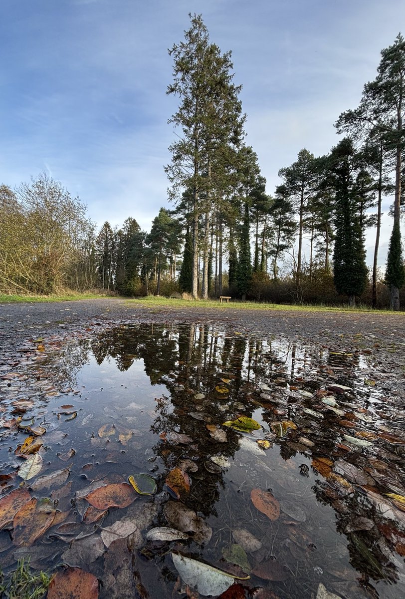 Portumna Forest Park #Galway #Portumna