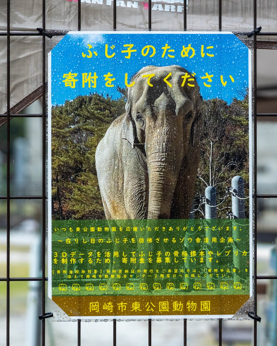 宣伝ができなさそうなので代わりに……

岡崎市東公園動物園にてふじ子さんの骨格標本を残すための寄付金を募集しているようです。予算が確保できれば骨格標本の3Dモデル化も。

諸事情により大々的な募集は行わないそうで今のところ現地での寄付のみとのことですが……なお寄付金控除は効くようです。