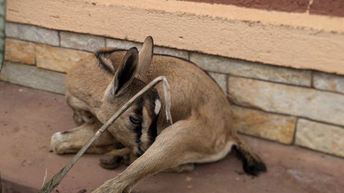 From rescuing animals in need to supporting local farmers in transitioning to veganic farming, we're creating a kinder, more compassionate world.