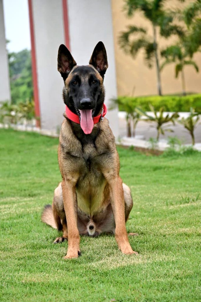 TheViditsharma's tweet image. India is proud of Stunner.

CRPF’s brave K9, Stunner, made the supreme sacrifice today during a SADO operation by the CoBRA unit in the Baliba forests of West Singhbhum, Jharkhand.

Stunner gave his life while saving the lives of several commandos.
His handler, Ct/GD Sumith M…