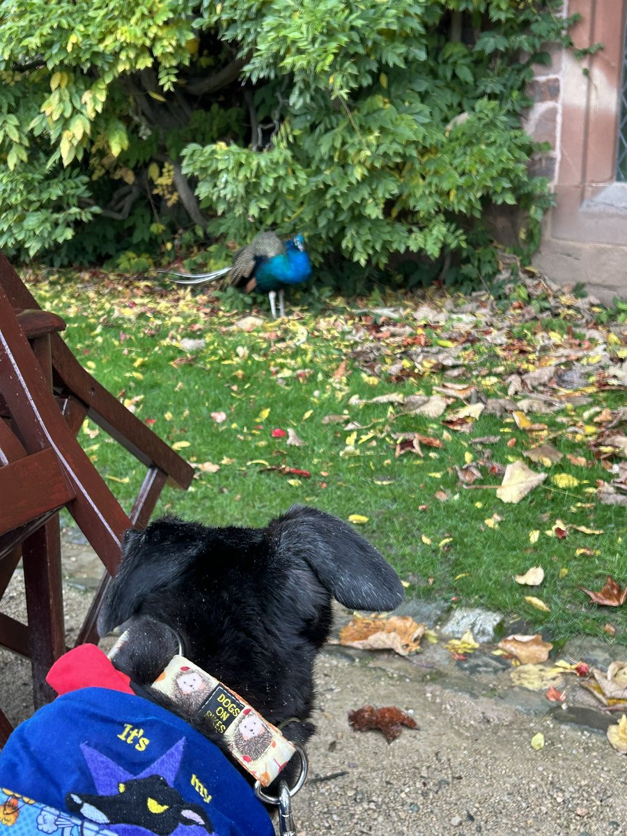 Duke 💙 tweet media