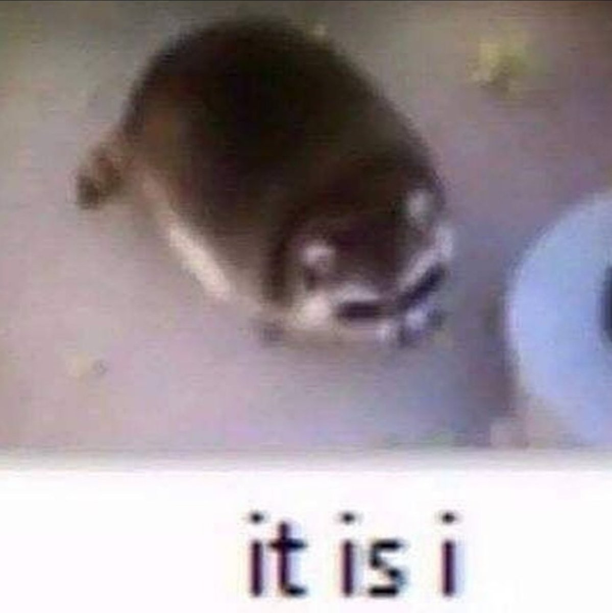 ShouldHaveRacc's tweet image. 