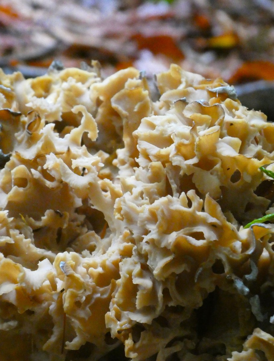 My first sighting of the very-easy-to-identify cauliflower fungus🍄
An absolute unit of a mushroom for #MushroomMonday