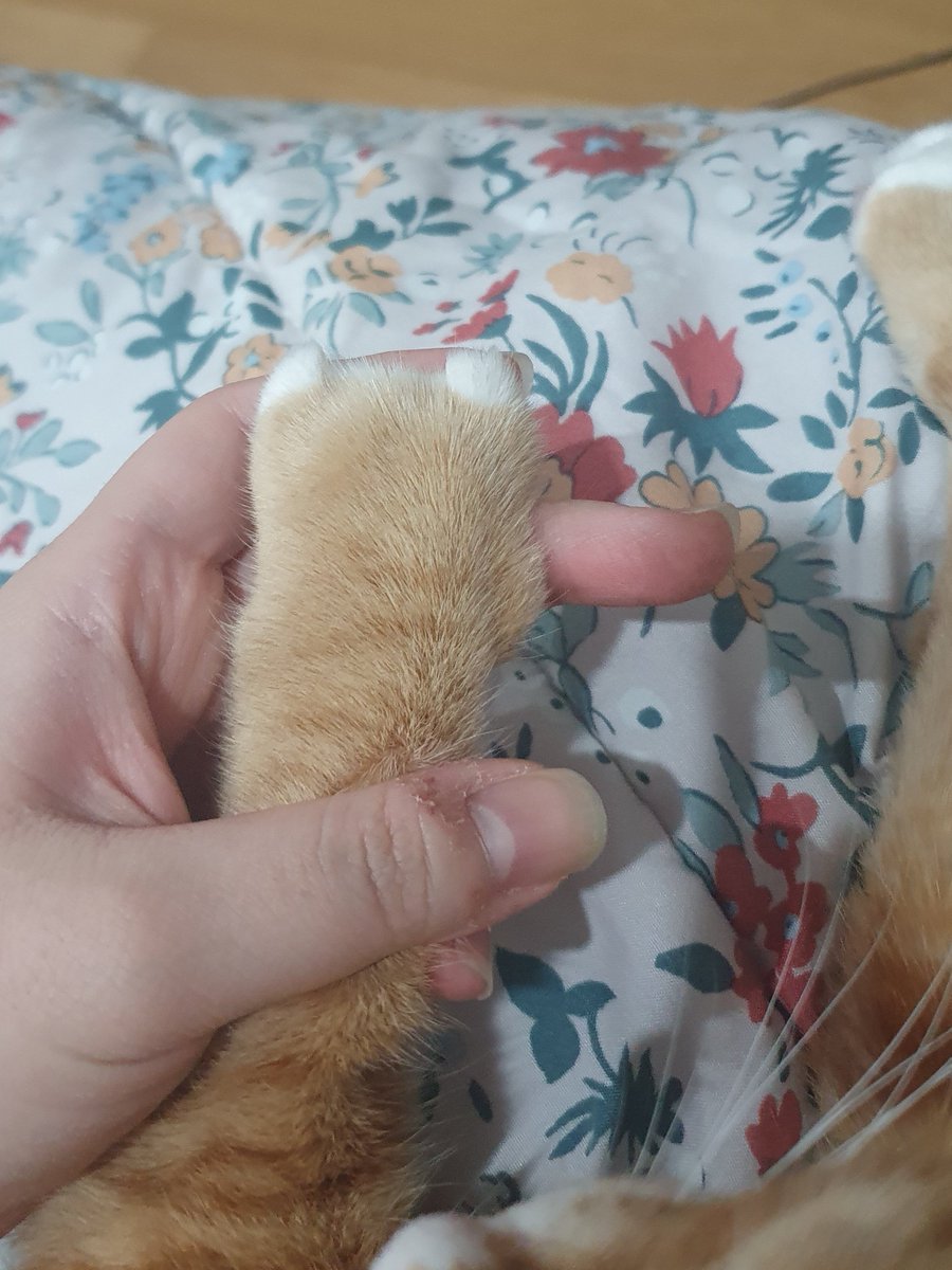 저이집 고양이 손은
골든햠스터밖에 안되는데요