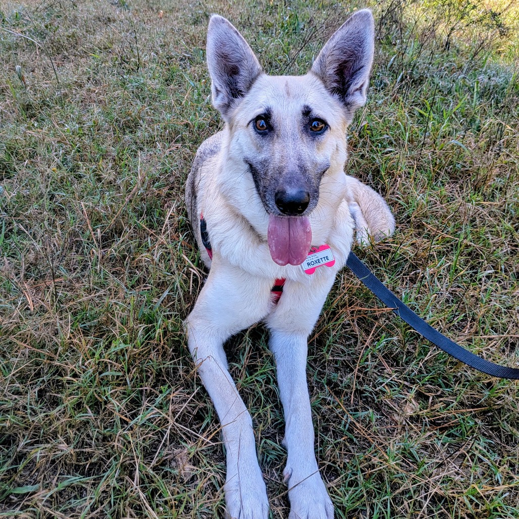 Meet Roxette! She loves attention and approval and is seeking her own forever home for endless treats, love, and adventure! Meet her with an adoption request!
Learn more about Roxette: loom.ly/t3E8B7Q
#sgadoptme #savinggracenc #dogsofnc #rescueismyfavoritebreed