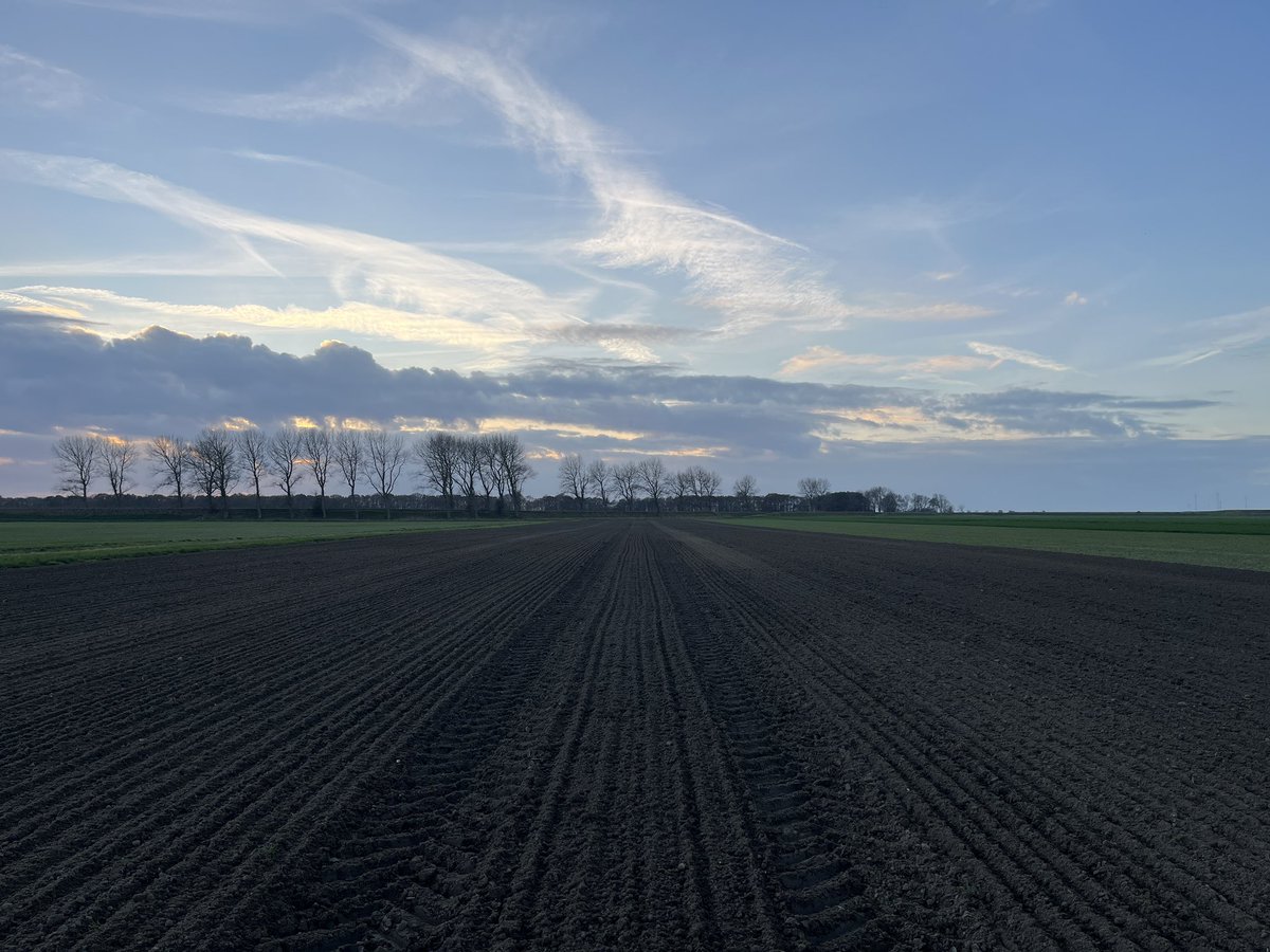Rondje op de #akker. De peren hebben al hun blad laten vallen. De suikerbieten voor december en januari staan nog op het veld. Deel van bietenareaal 26 maar ingezaaid met tarwe na bericht <a href="/CosunBeetCo/">Cosun Beet Company</a>. Lastig als teler. De ene week gaat basis prijs naar boven en andere areaal 👇🏻.