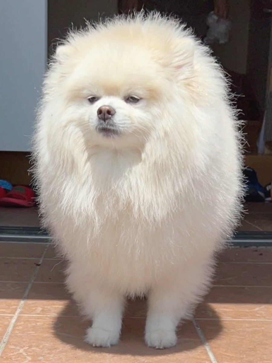 ちくわ（白ポメラニアン） (@chikuwa78107742) / Posts / X