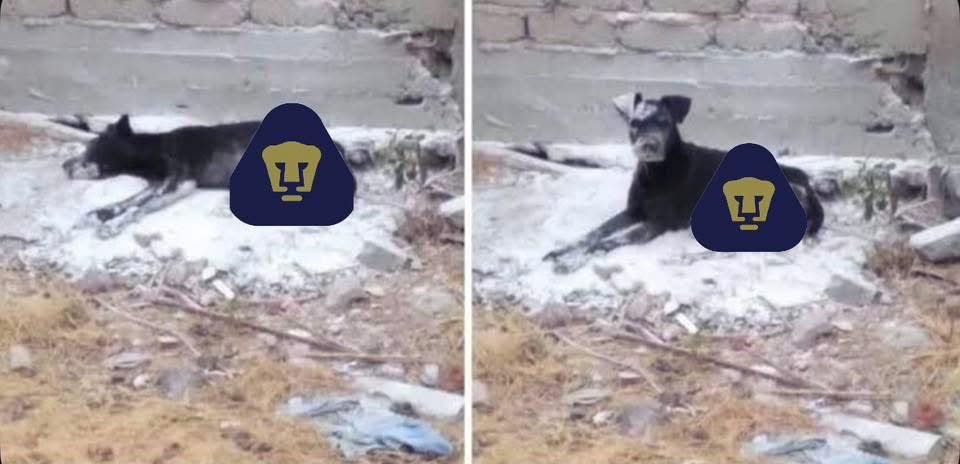 Valeria Gonzalez tweet media