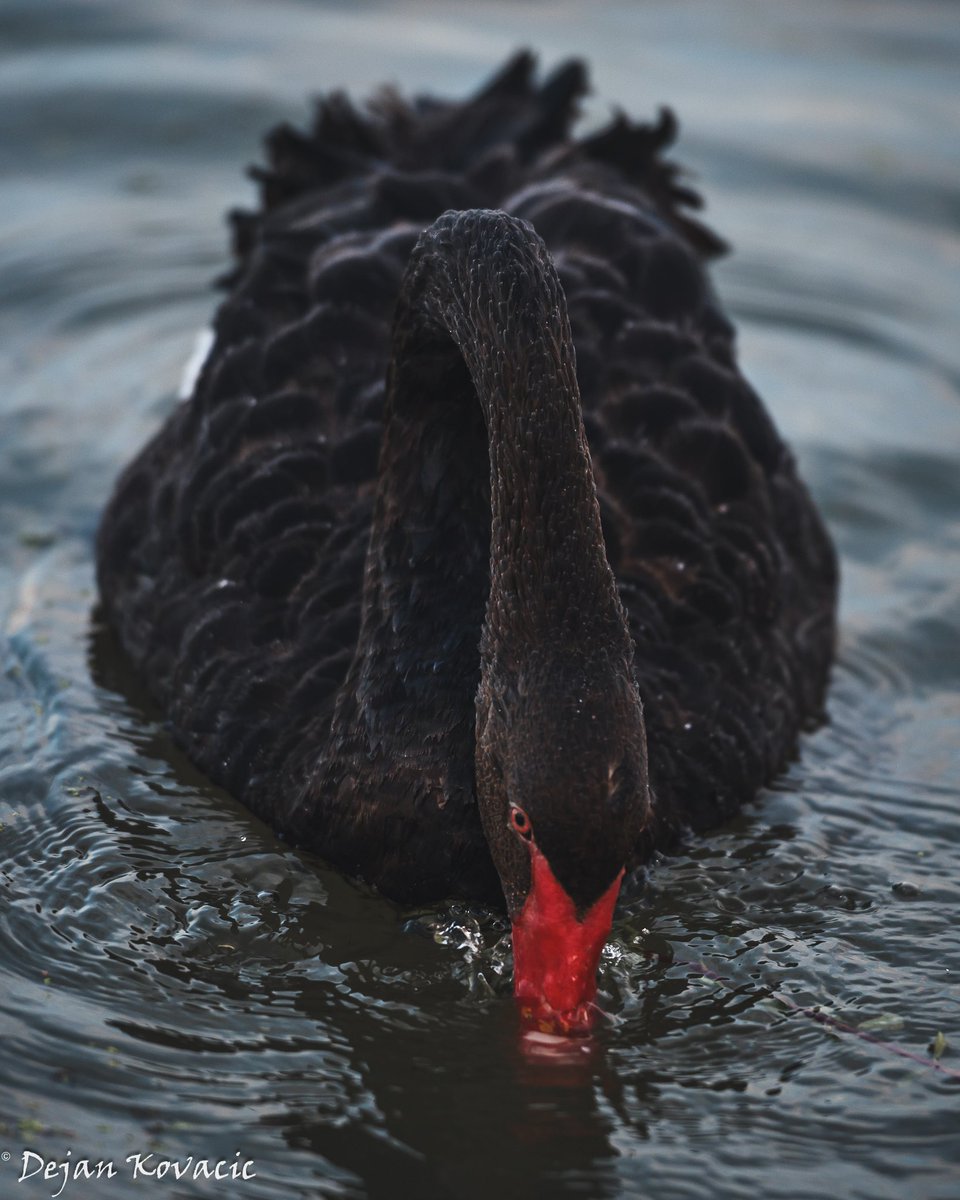 DejanKovacic79's tweet image. Kad je vec #swanday kako kazete da ne bude da samo bele favorizujemo😊
Noc