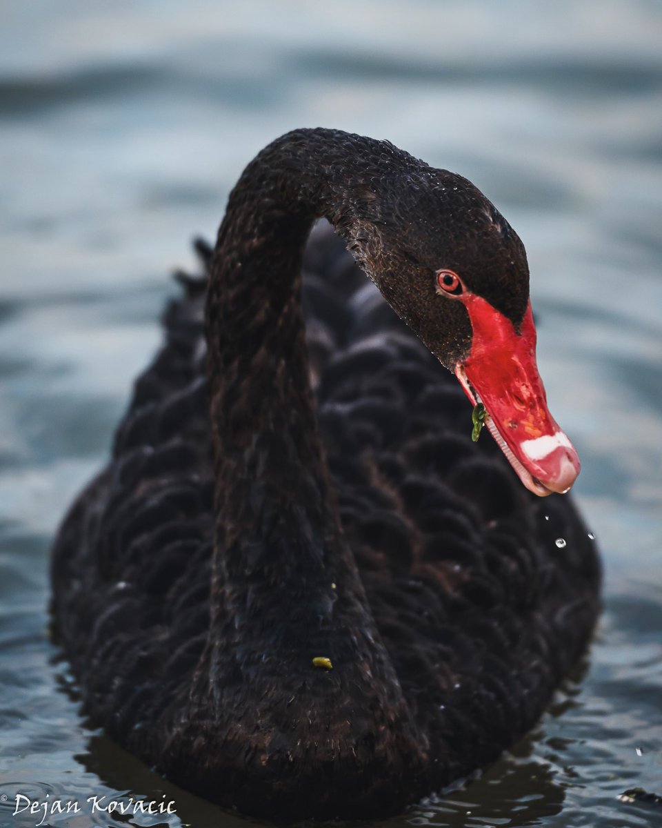 DejanKovacic79's tweet image. Kad je vec #swanday kako kazete da ne bude da samo bele favorizujemo😊
Noc