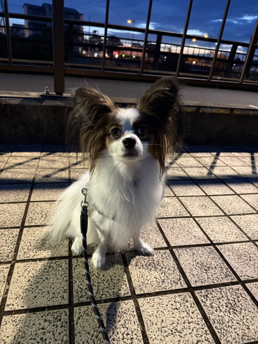 club-papillon様　8月 Papillon Dog Breed Information