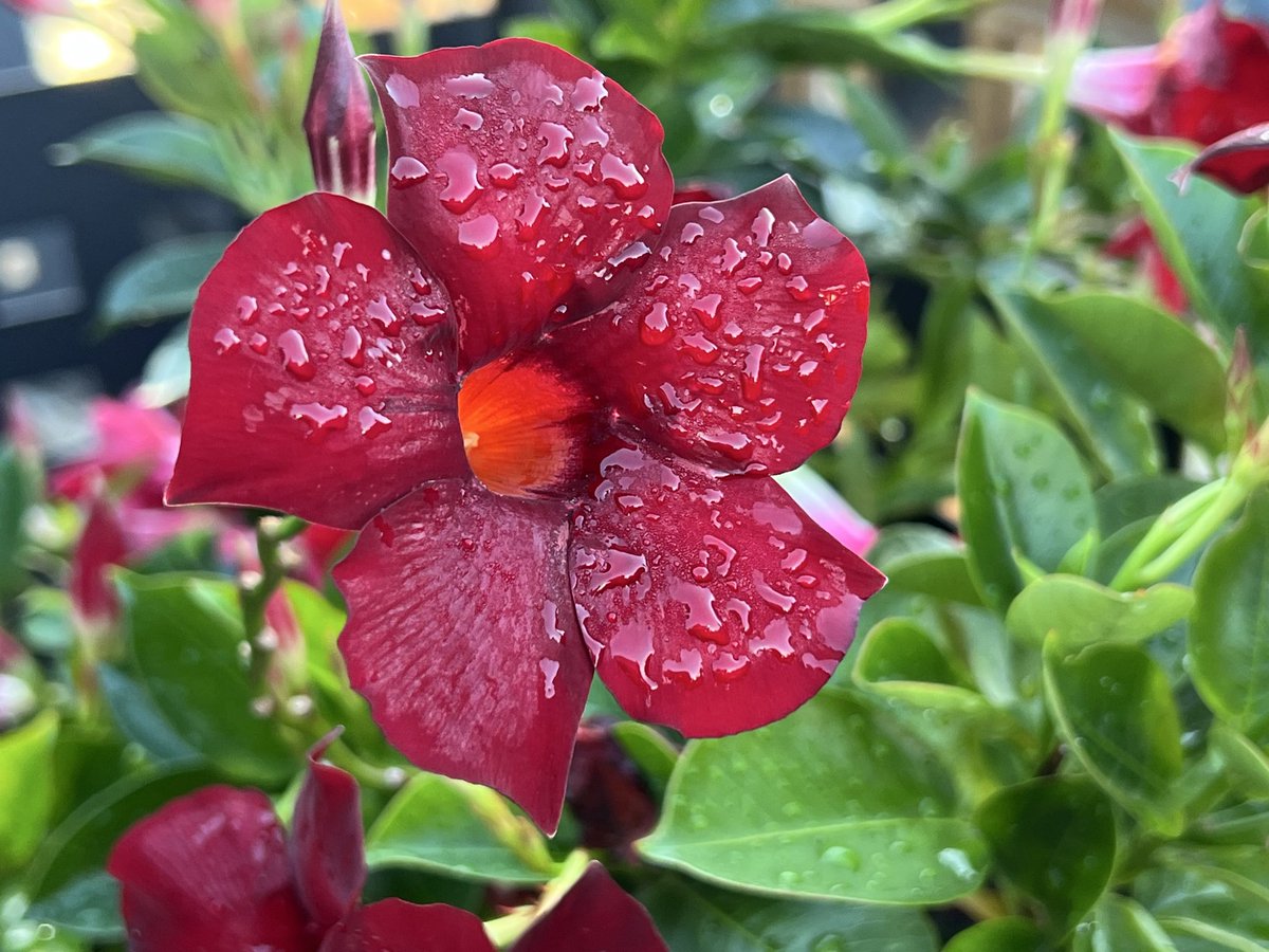 Minerva de Cocco tweet media