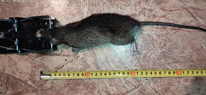 Читаю відгуки на мишоловки, відгук користувача Олександр: