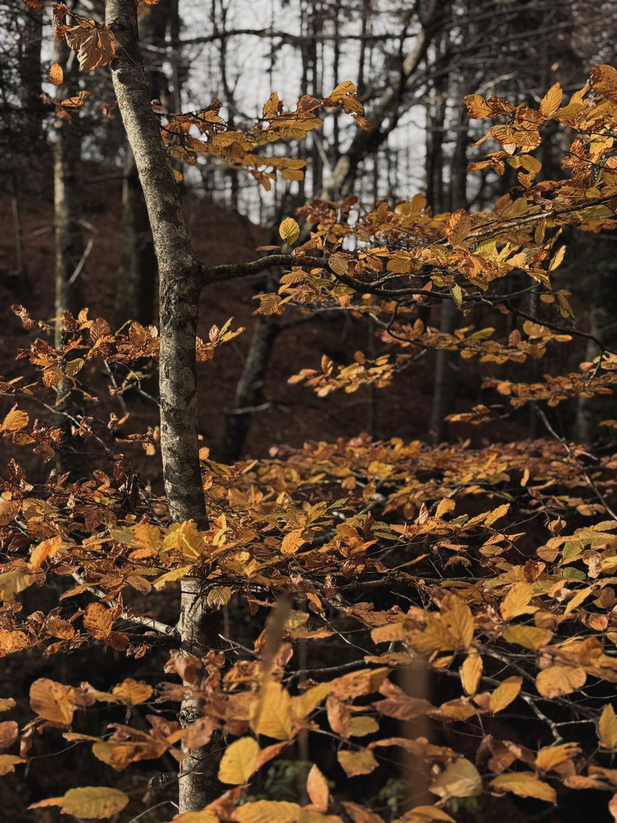 Sebastian Highwind Dell’Aria 🌌 tweet media