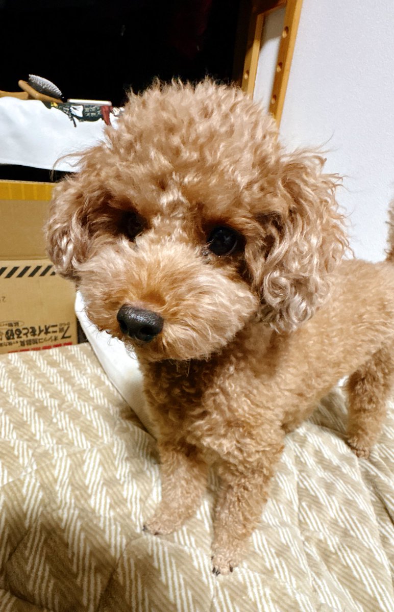 パンダ様＠隠居出来ない垢 (@superpachislo77) / Posts / X