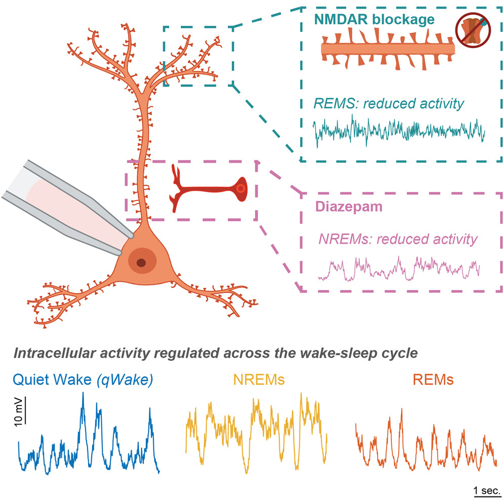 REM sleep reduces subthreshold depolarization in cortical pyramidal neurons in a region-specific manner: doi.org/10.1016/j.celr…

"NMDA receptors drive subthreshold depolarization specifically during REM sleep."