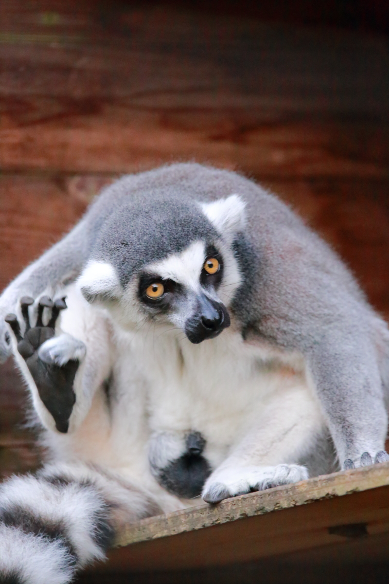 わお太郎の冒険譚 (@bsdog9) / Posts / X