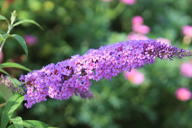 引き続き
#ブルバ100

1⃣和歌山県、紀州鉄道｣2026年中に廃線の可能性も
5駅だし難しそう……

2️⃣横浜線
東神奈川駅でのポイント故障の影響で運転見合わせ

11/10誕生花、フヨウ、花言葉は「繊細な美」「しとやかな恋人」
今週もよろしくお願いします🙇‍♀️