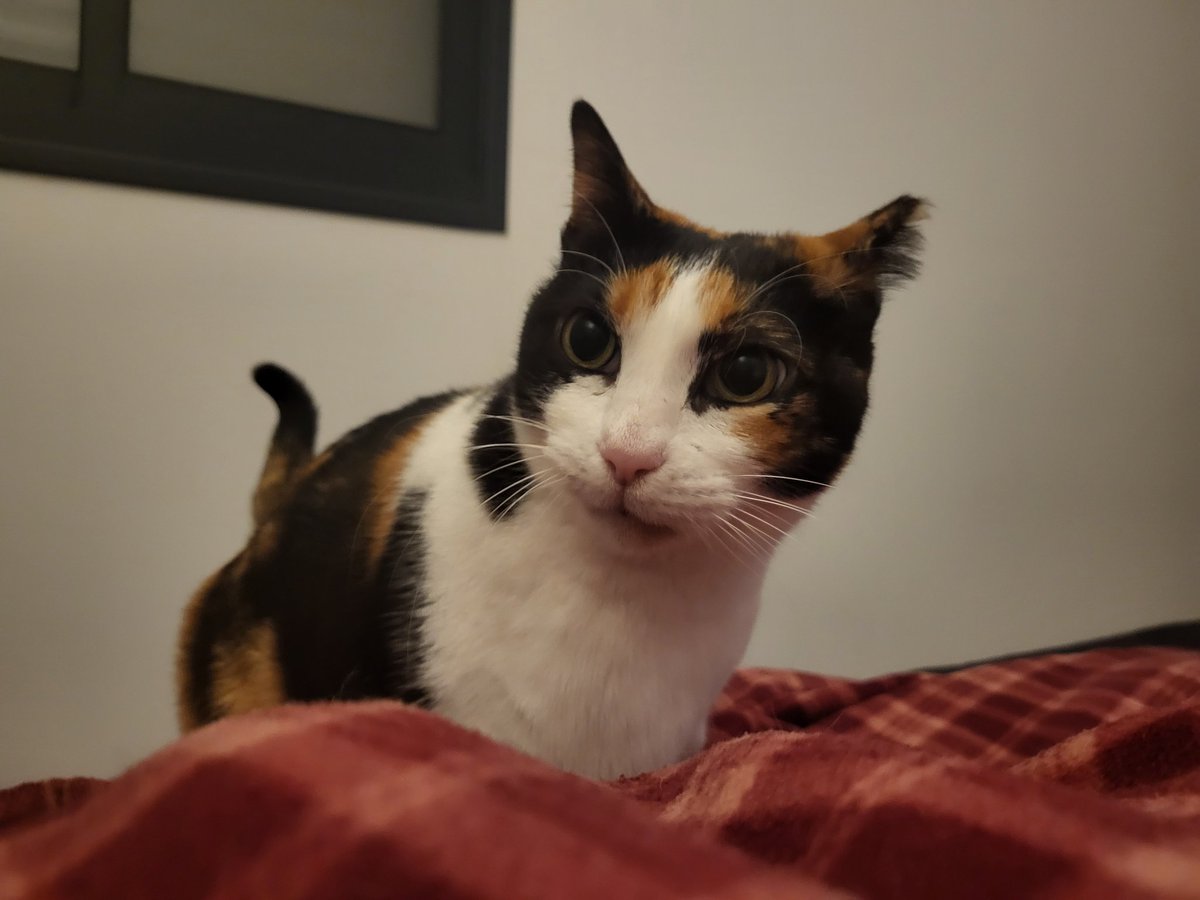 spaghetti_ts's tweet image. לינלה צח ורך בת אנוש
לינטוף או כרישוף?