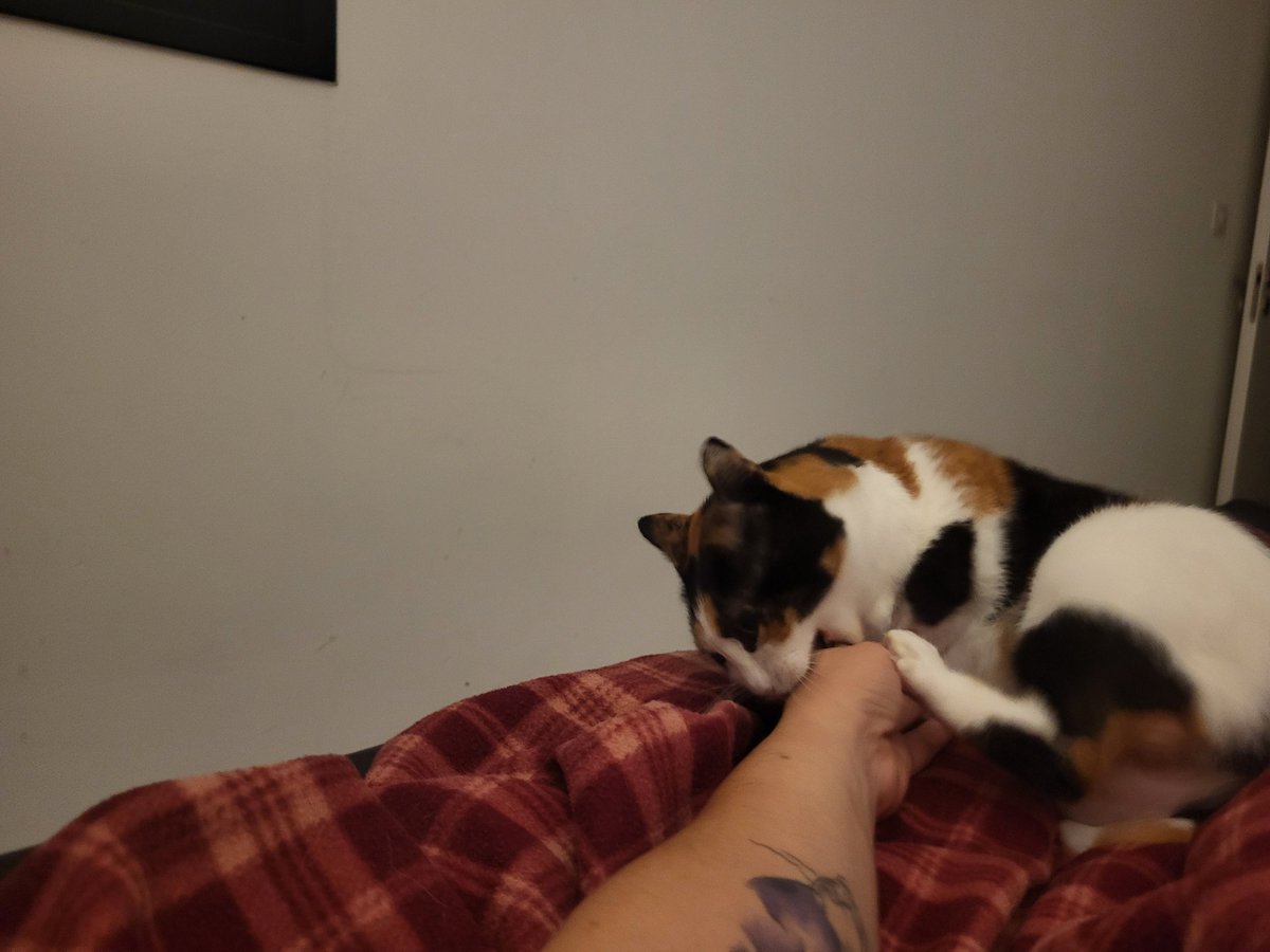 spaghetti_ts's tweet image. לינלה צח ורך בת אנוש
לינטוף או כרישוף?